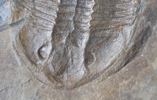 Ogyginus corndensis (MURCHISON 1839) - Bild © FossNet FossilienStore